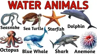 WATER ANIMALS || Sea Animals || Water Animals with pictures video and facts | The kituu world