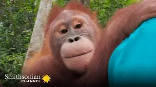 Baby Orangutan Beni Is Back in Action! 🎉 Orangutan Jungle School | Smithsonian Channel