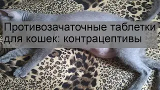 Противозачаточные таблетки для кошек: контрацептивы