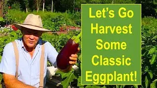 Late-Summer Garden Update : Let's Go Harvest Some Classic Eggplant!