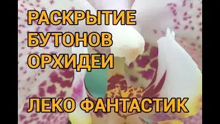 Цветение Орхидеи Леко Фантастик Ускоренный Роспуск Бутонов Таймлапс Timelapse