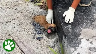 Puppy stuck in tar smiles when rescuers arrive