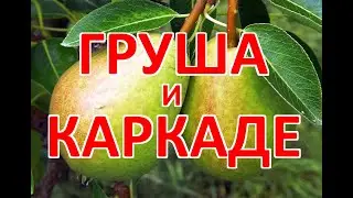 Настойка на груше и каркаде