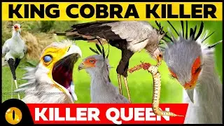 This is why King Cobras are afraid of this bird