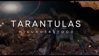 TARANTULAS MISUNDERSTOOD - tarantula documentary