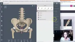 Week 2 Lecture Part 2: Internal and external female anatomy