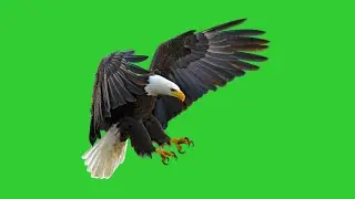 Flying eagle green screen footage