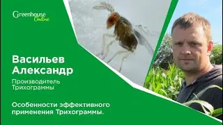 Трихограмма от вредителей | Защита томата от Tuta absoluta |   Энтомофаг для дачи и теплицы