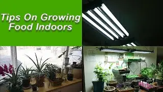 Tips On Growing Food Indoors