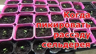 Когда и как пикировать сельдерей. Пикировка корневого и черешкового сельдерея.