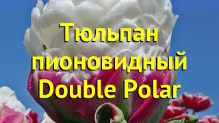 Тюльпан пионовидный Дабл Полар. Краткий обзор, описание характеристик tulipa Double Polar