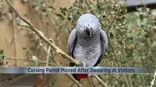 Parrots get separated after swearing at zoo visitors