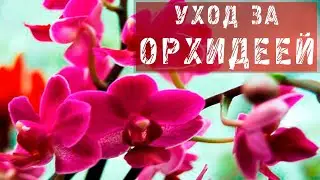 ОРХИДЕИ! УХОД ЗА ОРХИДЕЕЙ!