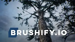 Brushify - Creating Photorealistic Trees For UE4