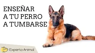 Enseñar a un perro a tumbarse - MUY FÁCIL