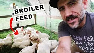 How much Feed for (30 BROILERS) Chickens 🐓