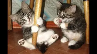 😺 Well, let's get rowdy already! 🐈 Funny video with cats and kittens! 😸