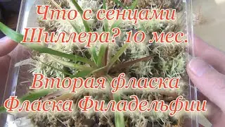 Сеянцам фаленопсиса Шиллера, выращенным из домашней фласки 10 месяцев. Меняю мох. Фласка Филадельфии