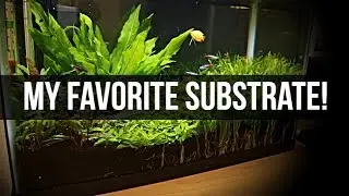 Planted Tank Substrate | My Favorite