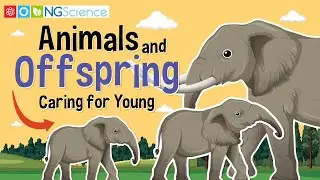 Animals and Offspring – Caring for Young