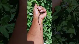 My cute skink💖🦎💖