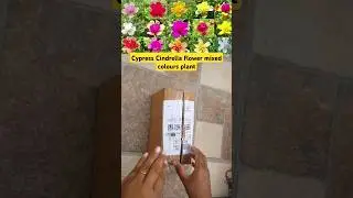 Cypress Cindrella flower mixed colours Live plant Unboxing| Flower Plant Unboxing