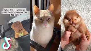 Cute And Funny TikTok Pet Videos | Cutest Animals Compilation