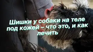 Шишки у собаки на теле под кожей – что это, и как лечить