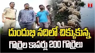 Heavy Rain Nagarkurnool : Sheep Copper & 200 Sheeps Trapped in Dundubhi River | T News