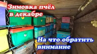 ЗИМОВКА ПЧЁЛ В ДЕКАБРЕ, НА ЧТО ОБРАТИТЬ ВНИМАНИЕ, НАШЛАСЬ БЕГЛАЯ СОБАКА