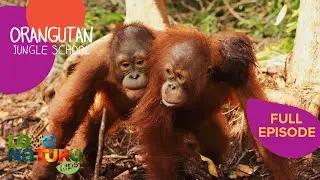 A Wave of New Graduates 🎓 | Orangutan Jungle School 209