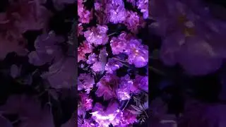 best event management and decor thepeacockeventz and sorriso gourmet catering book now 8287906989