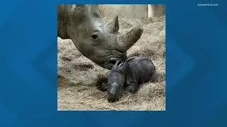 Indianapolis Zoo celebrates birth of white rhino calf