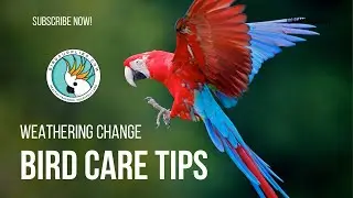 5 Fabulous Tips To Keep Your Bird Happy When Routines Change