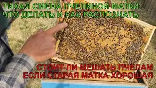 Как выглядит ТИХАЯ СМЕНА ПЧЕЛИНОЙ МАТКИ И МАТОЧНИКИ как быть СТОИТ ЛИ МЕШАТЬ ПЧЁЛАМ МЕНЯТЬ ✅☝️🐝