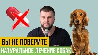 2 новых подхода к натуральному лечению собак