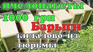 ЦЕНА ПЧЕЛОПАКЕТОВ НА 2022. БАРЫГИ И КИДАЛОВО ИЗ ТЮРЬМЫ. ПЧЕЛОСЕМЬИ. КАК РОЗСШИРИТЬ ПАСЕКУ. BEE.