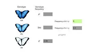 How to find out if a population is evolving Animation