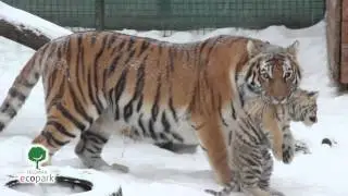Тигры
