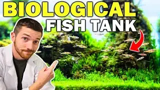 How I Biologically Enhance My Fish Tanks!