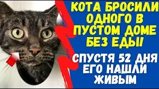 Кота Бросили Одного в Пустом Доме Без Еды! Спустя 52 Дня Его Нашли Живым! Как он выжил?
