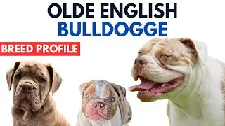 Olde English Bulldogge Breed Profile History - Price - Traits - Grooming Needs - Lifespan - OEB Dog