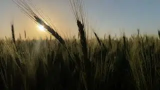 Пшеничное поле. Футаж