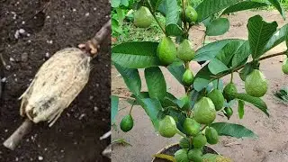 How to Air Layering Guava Tree