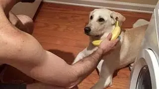 Amusing Dogs Can Make You Forget All Your Upset Problems 😂
