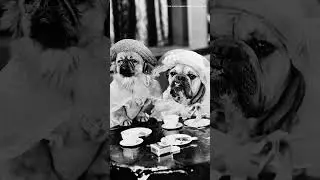 Dogs have been putting up with us dressing them in human clothes since the 1800s. #history #dogs