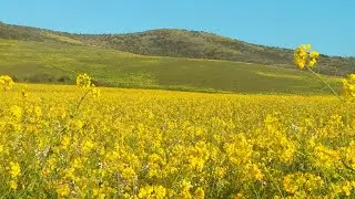 Springtime Flowers – 5 Hours of Beautiful Fields of Mustard Flowers