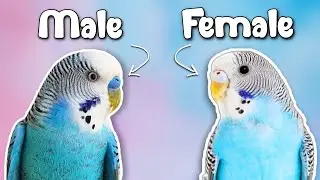 How to Tell if Your Budgie is a MALE or FEMALE?