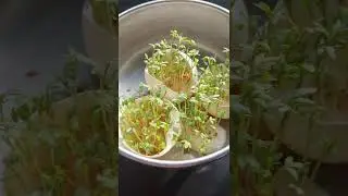 Весёлый способ вырастить зелень