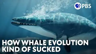 How Whale Evolution Kind Of Sucked